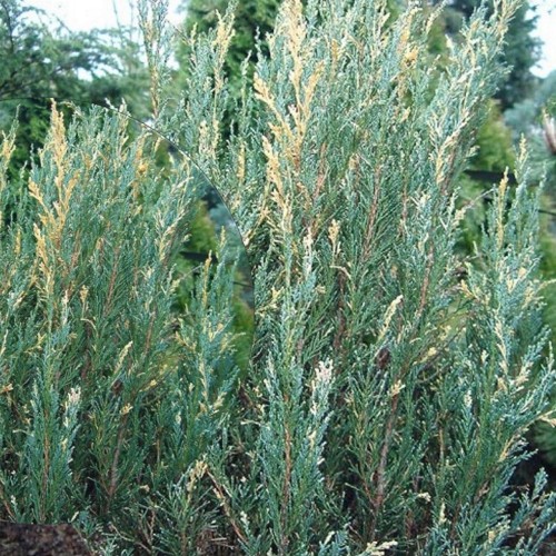 Juniperus scopulorum 'Silver Star' - Kaljukadakas 'Silver Star' P9/0,55L